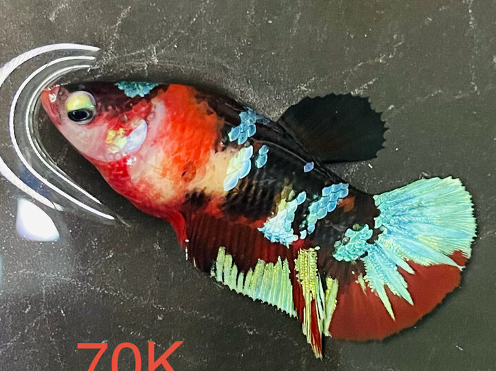 70K MÁI BLACK BASE FORM BUNG ĐẸP