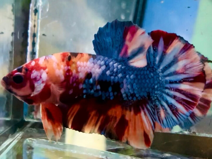 70K CANDY STAR SIZE TO