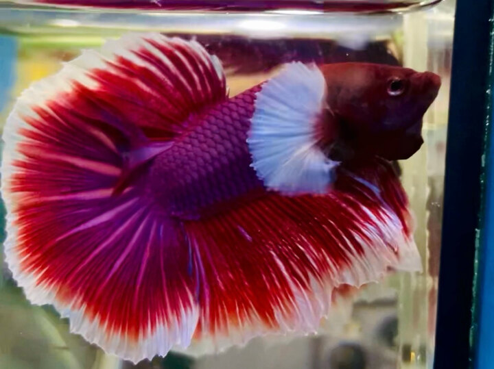 60K DUMBO LAVENDER HM SIZE TO MÀU ĐẬM