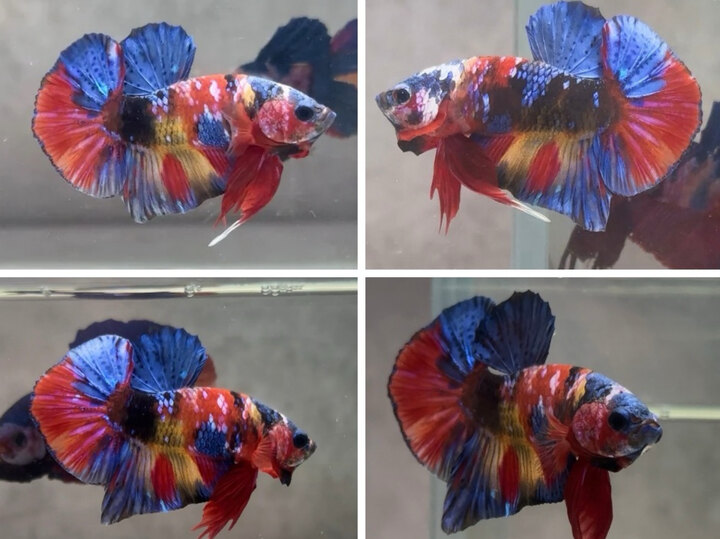 Koi multicolor with galaxy scales