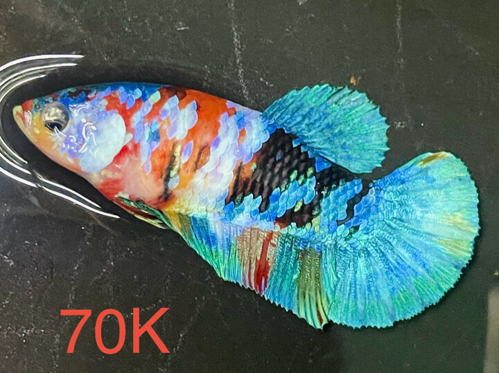 70K MÁI GLX HALF BLACK