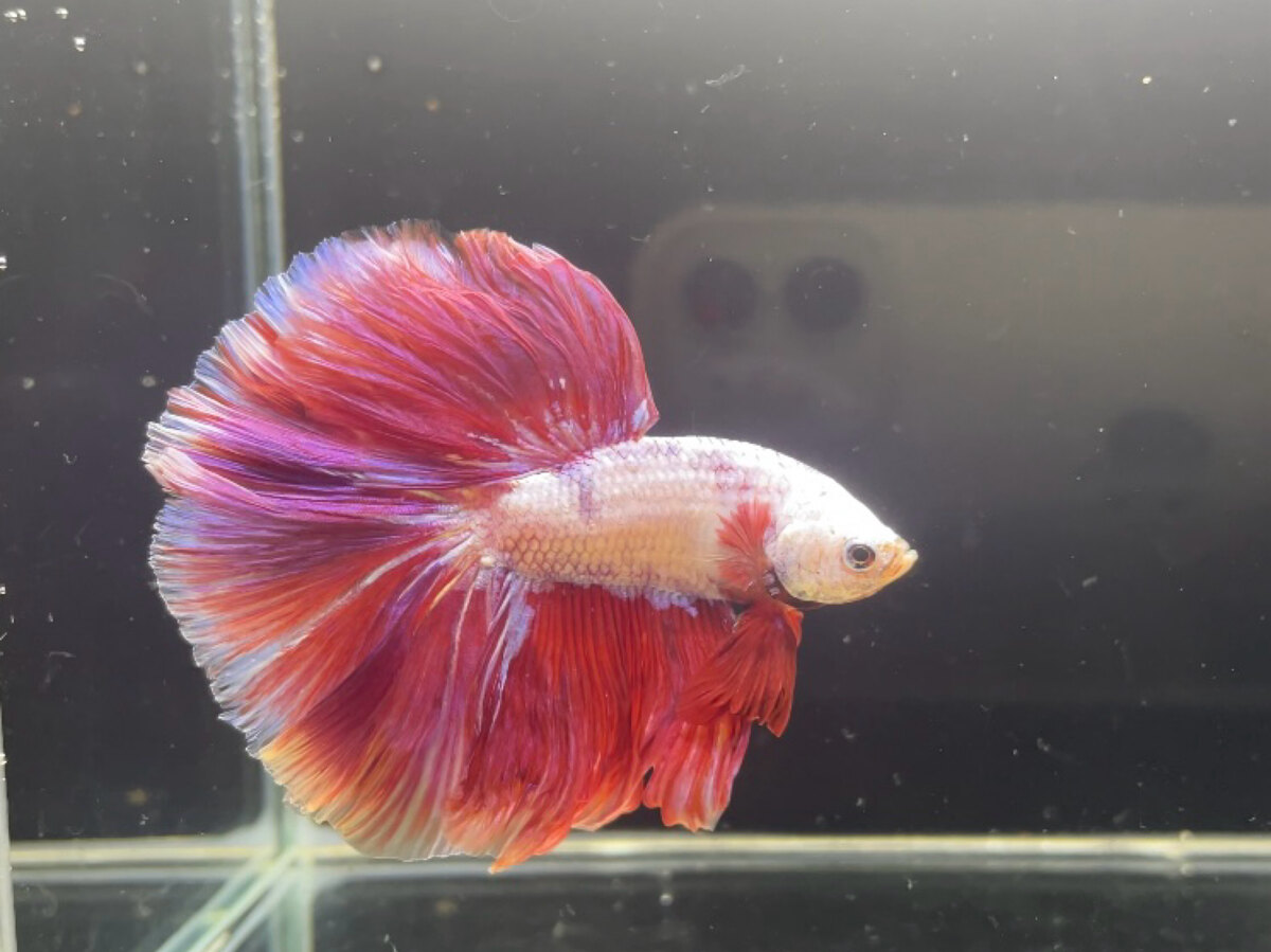 Betta halfmoon