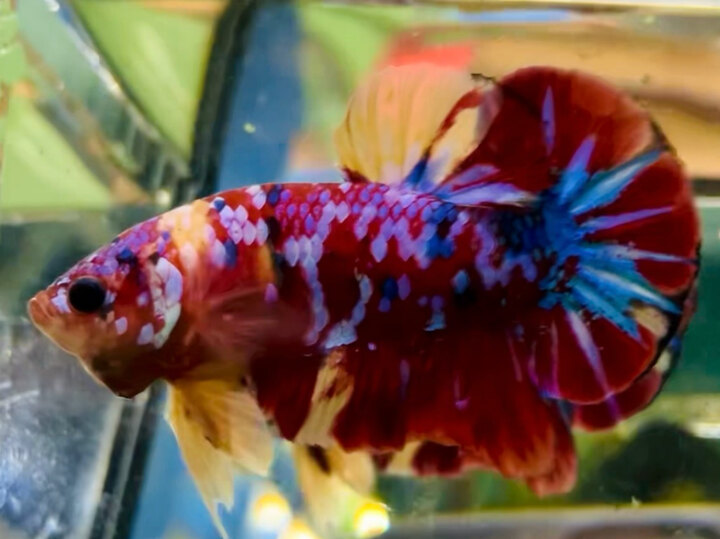 70K GLX NỀN ĐỎ TƯƠI