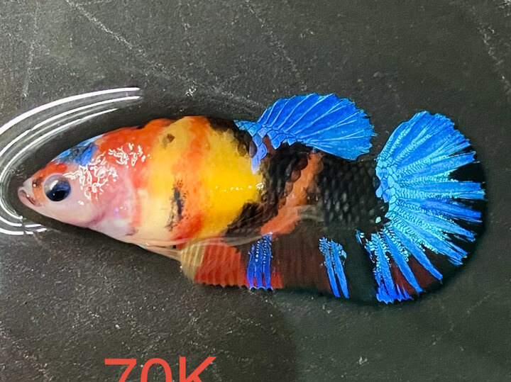 70K MÁI MULTI MẢNG NỀN VÀNG