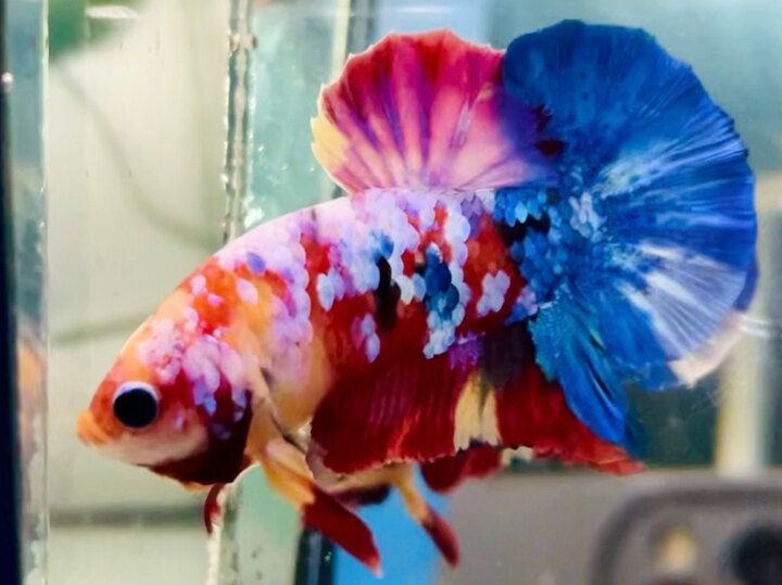 70K TRỐNG MULTI TƠ MÀU SÁNG FORM ĐẸP