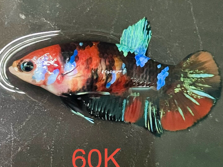 60K MÁI BLACK NEMO MULTI