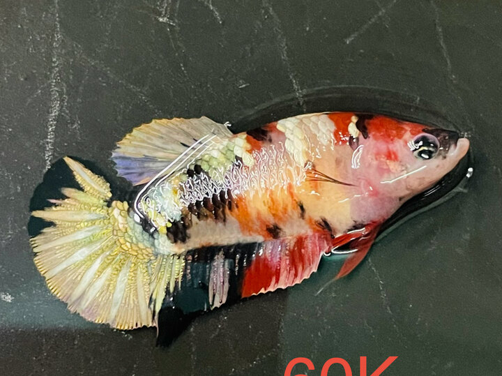 60K MÁI COPPER TƯƠNG PHẢN TỐT