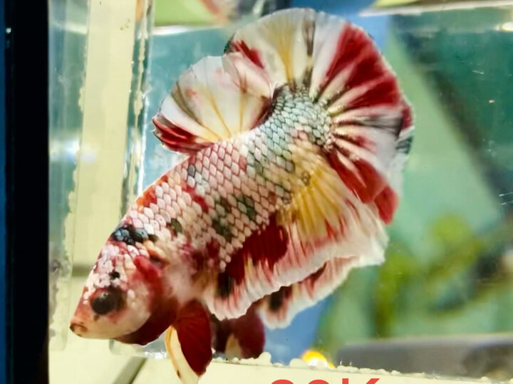 80K NEMO COPPER VẢY TRẮNG KIM LẤP LÁNH