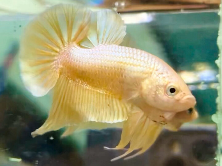 60K SUPER GOLD TRỐNG FORM ĐẸP