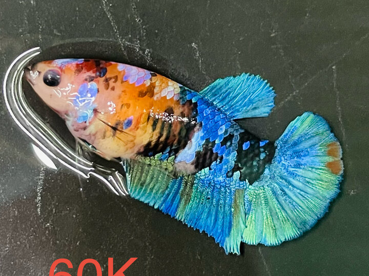 60K MÁI GLX BẦU CĂNG