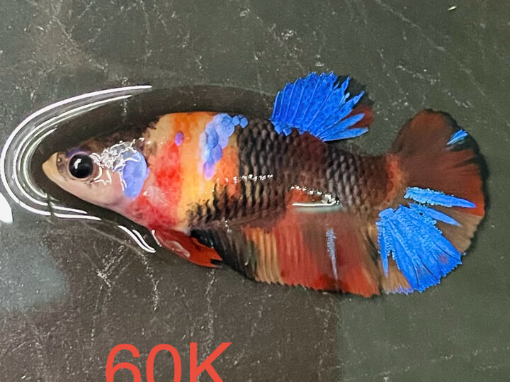 60K MÁI BLACK NEMO