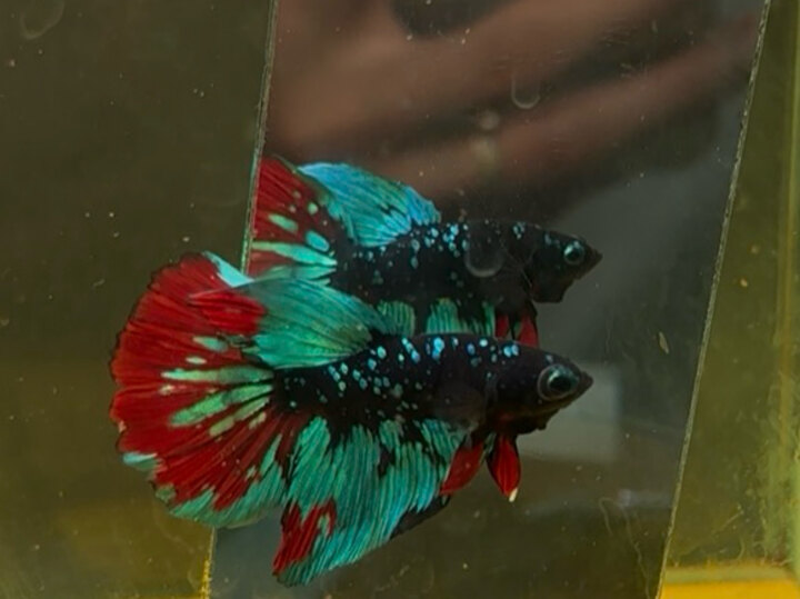 Black galaxy halfmoon 70k