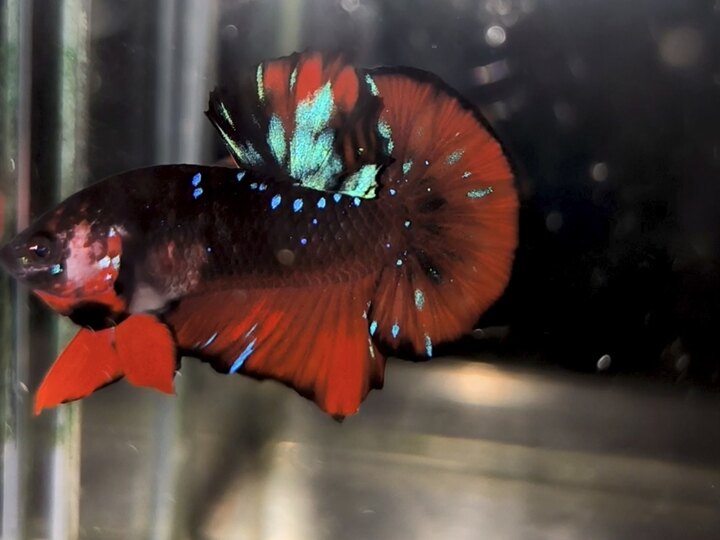 Trống này trong bầy nemo