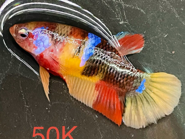50K MÁI BLACK NEMO MẢNG