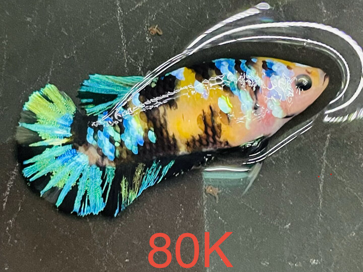 80K VIP MÁI BLACK YELLOW GLX MÀU ĐẬM