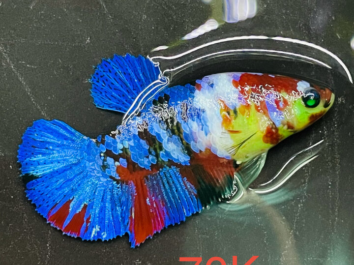 70K MÁI KOI NEON VIP MÀU TƯƠI