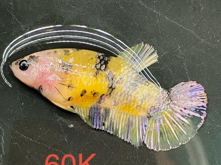 60K MÁI KOI YELLOW COPPER TRÒN CĂNG