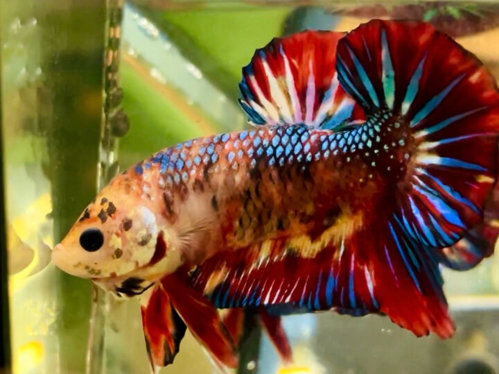 70K METALLIC FORM BÉN SIZE LỚN