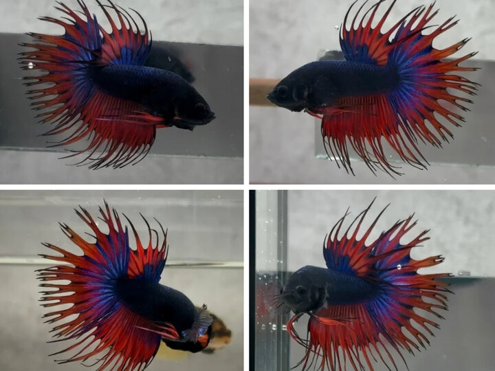 Dark Flame Crowntail
