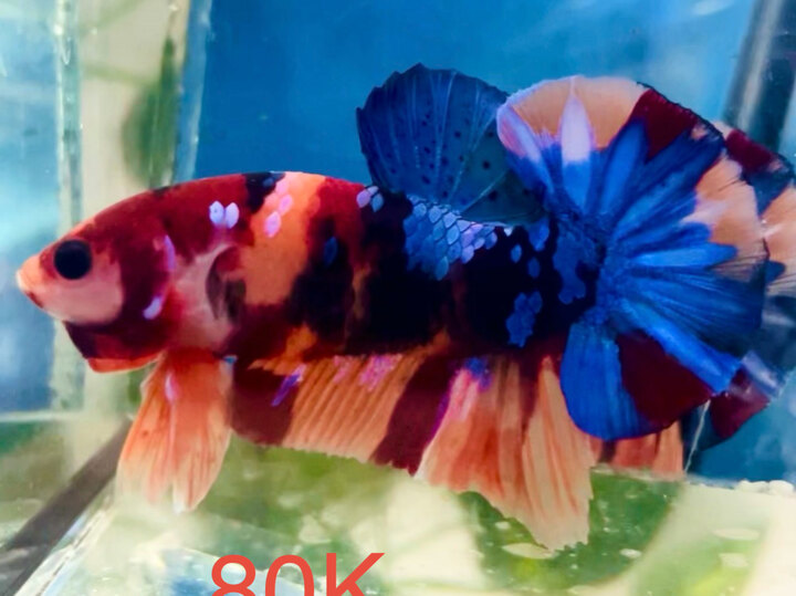 80K GLX FORM XỊN SIZE LỚN