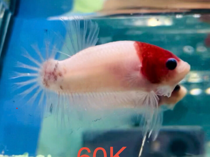 60K KOI TANCHO ĐỎ