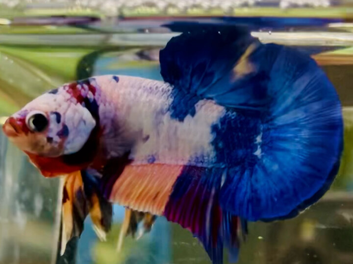 60K CANDY TƠ FORM ĐẸP VẢY TRẮNG