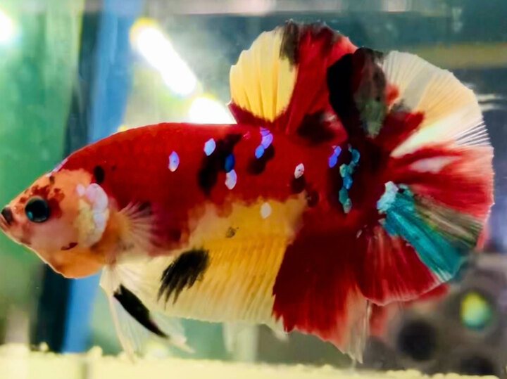 80K GLX TONE ĐỎ VÀNG RỰC RỠ