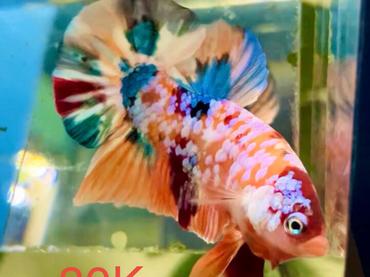 80K GLX TONE SÁNG FORM ĐẸP BỰ