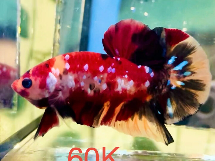 60K GLX NỀN ĐỎ TƠ