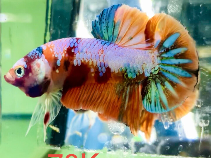 70K CANDY VẢY TRẮNG FORM ĐẸP