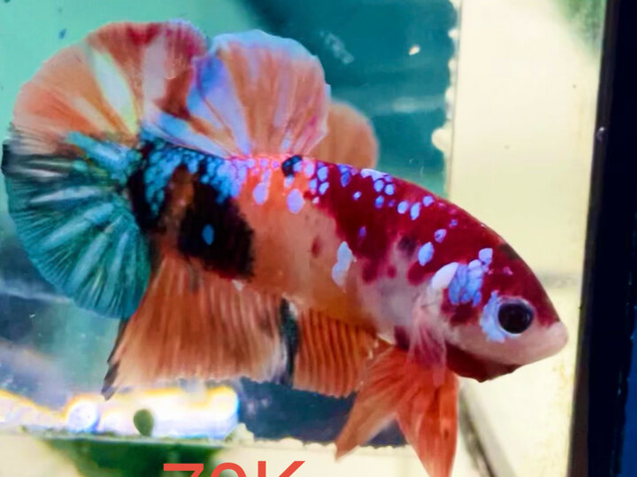 70K GLX TONE SÁNG FORM ĐẸP BỰ