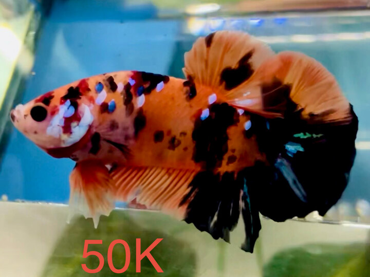 50K GLX MÀU ĐẬM SIZE TO