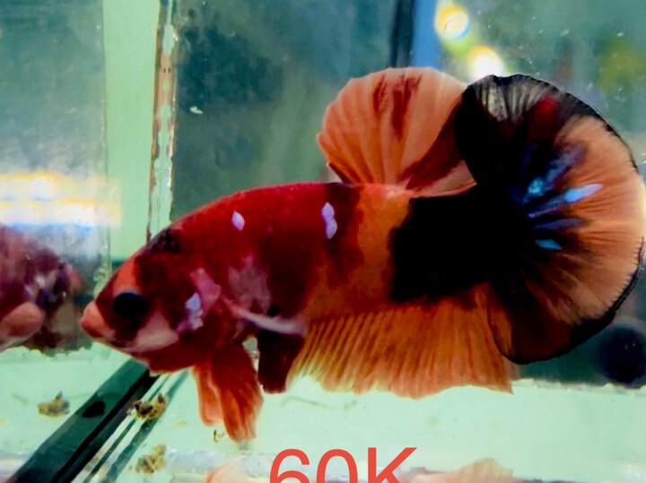 60K GLX PHÂN MẢNG SIZE BỰ