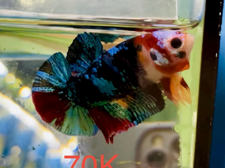 70K BLACK NEMO TƠ MẶT GIÁP TRẮNG