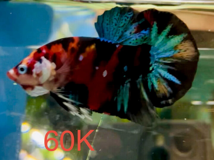 60K BLACK BASE GLX TƠ BUNG TỐT