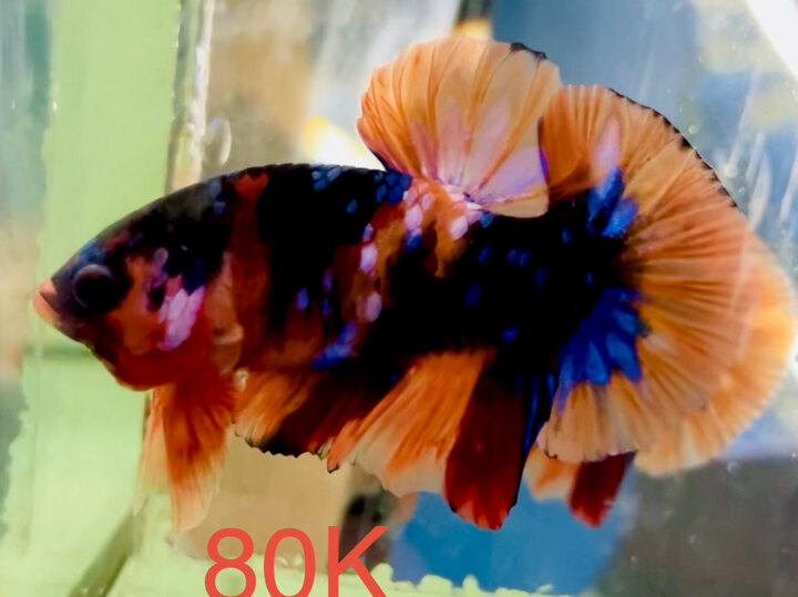 80K BLACK NEMO GLX FORM GẤU