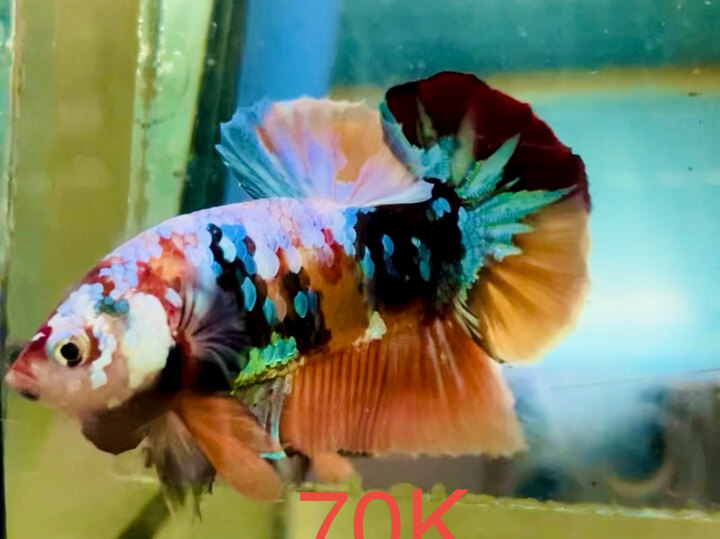 70K GLX VẢY TRẮNG XANH