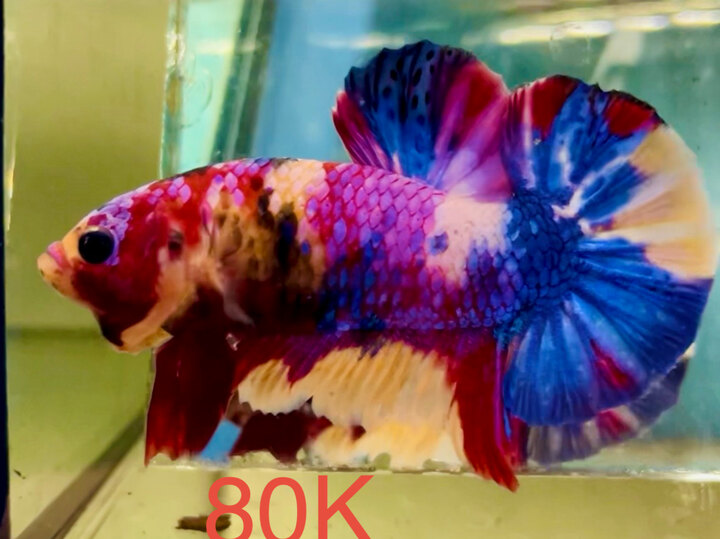 80K CANDY VẢY TÍM MÀU TƯƠI NGỌT