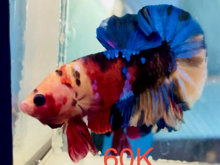 60K GLX PHÂN MẢNG SUNG KHOẺ