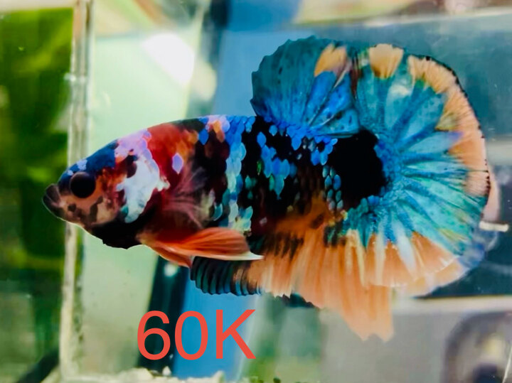 60K GLX TONE SÁNG ĐUÔI XANH NGỌC