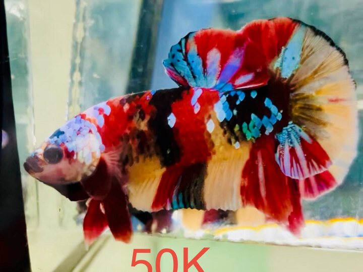 50K GLX PHÂN MẢNG MÀU SÁNG ĐẬM