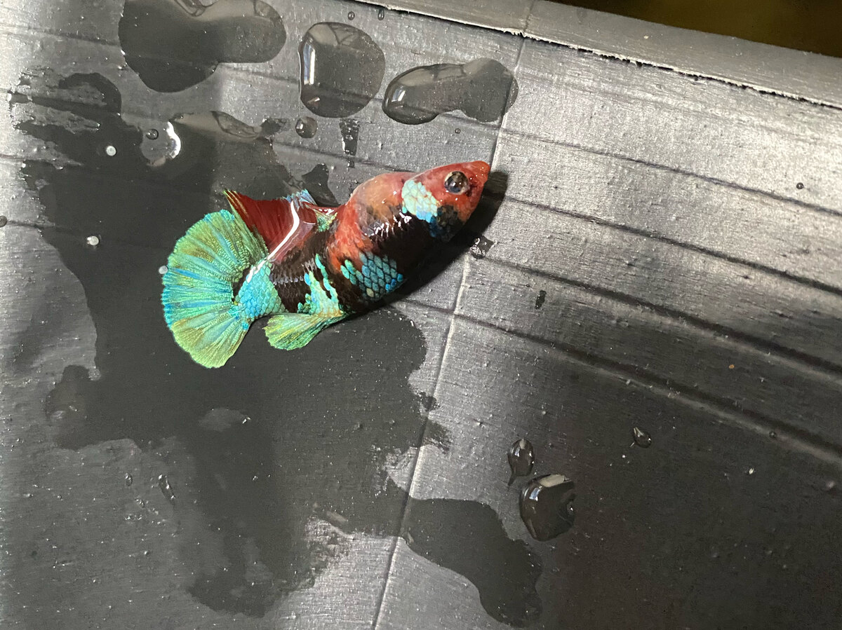 Nemo Black Base Female