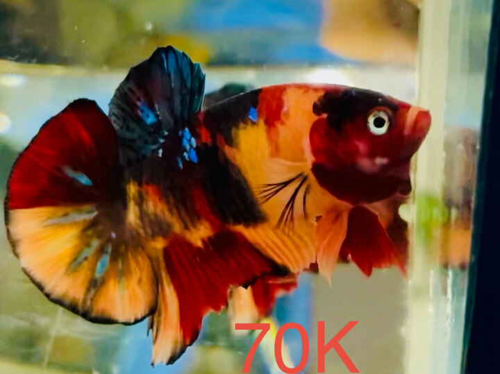 70K BLACK BASE MÀU ĐẬM