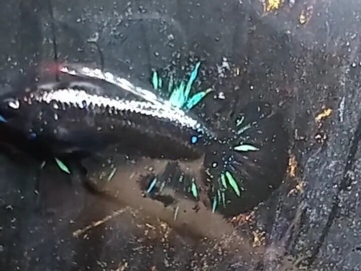 Black blud tơ nhỏ