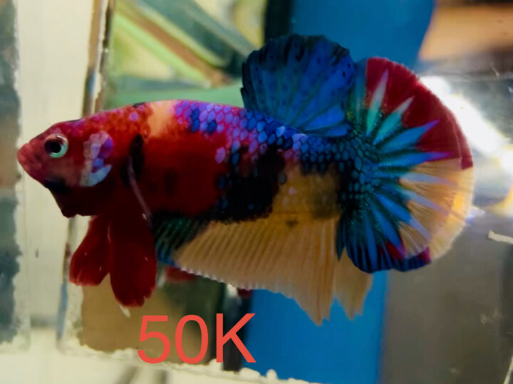 50K Multicolor Màu Tươi