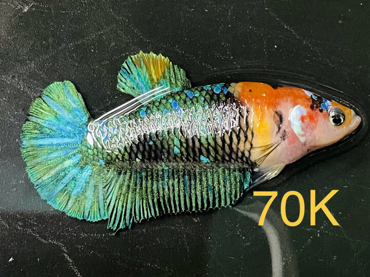 70K MÁI BLACK NEMO MULTICOLOR