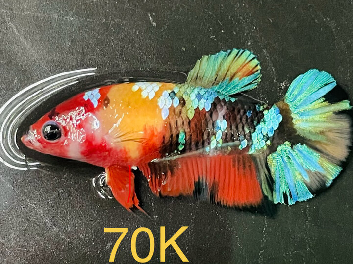 70K MÁI MULTI MẢNG NỀN VÀNG TƯƠI