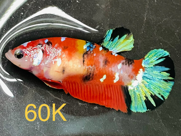 60K MÁI GLX NỀN ĐỎ TƯƠI CĂNG TRỨNG