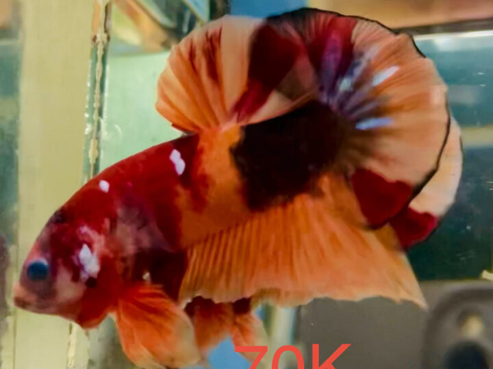 70K GLX PHÂN MẢNG FORM VIP