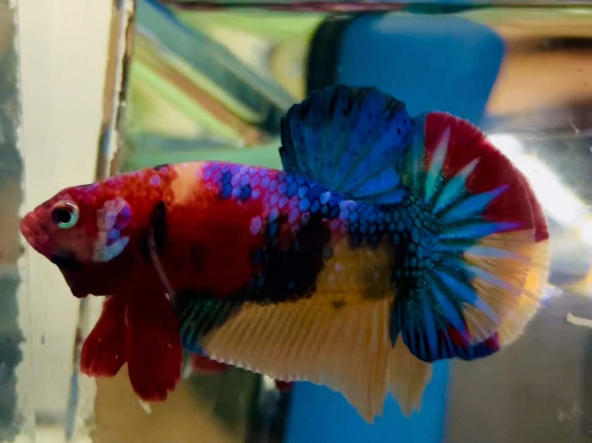 HS TRỐNG MULTI TƠ MÀU TƯƠI